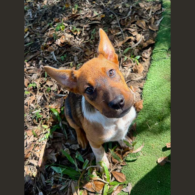 Photo of Sundae