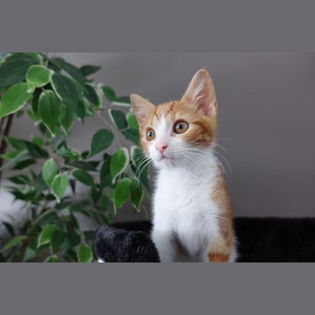 Photo of Tiger