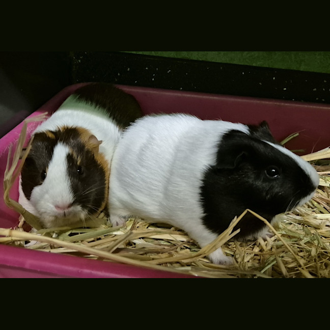 Photo of Harmony (Bonded With Hope)