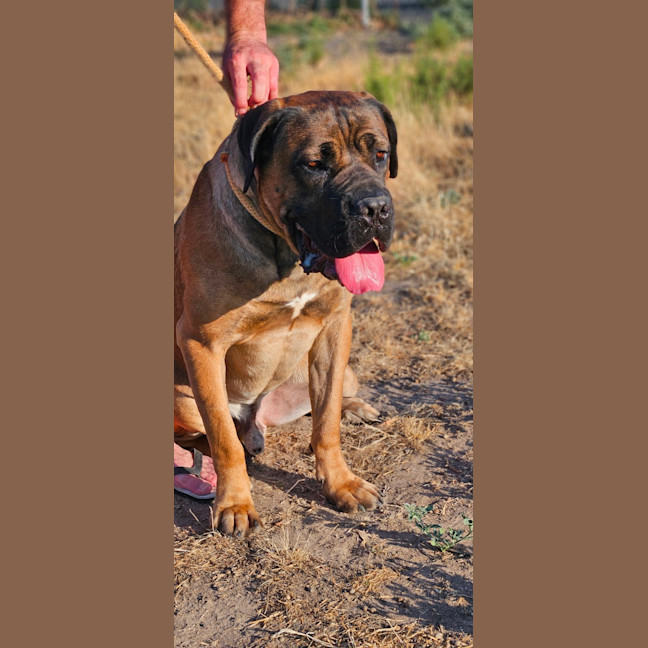 Photo of Ace