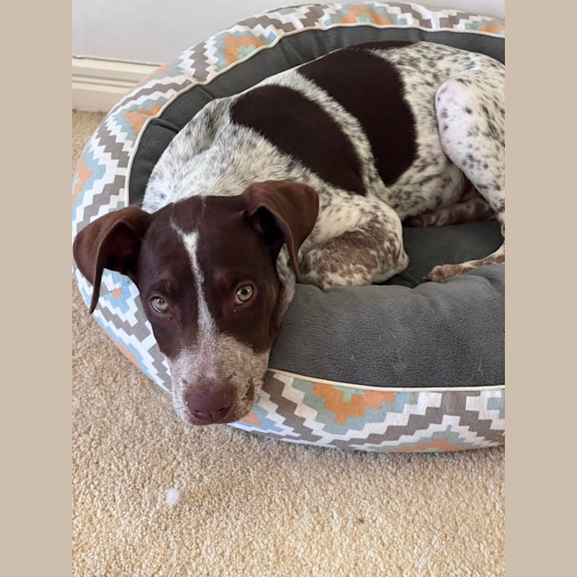 Photo of Banjo