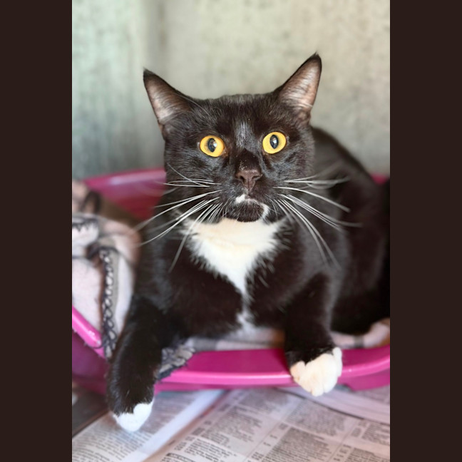 Photo of Milo