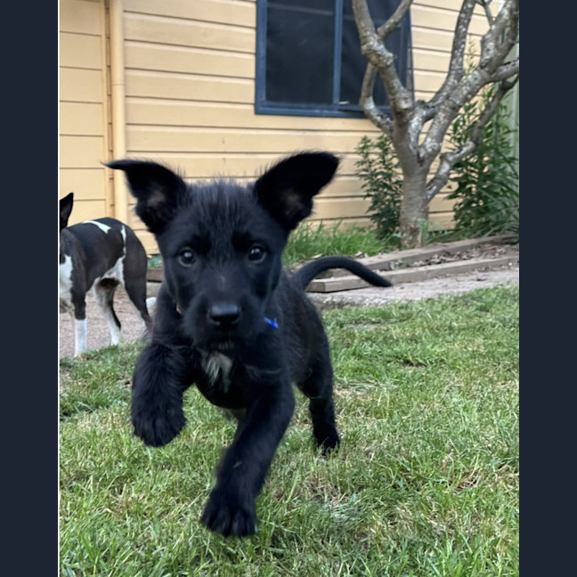Photo of Ivy   8 Week Old Wolfhound X