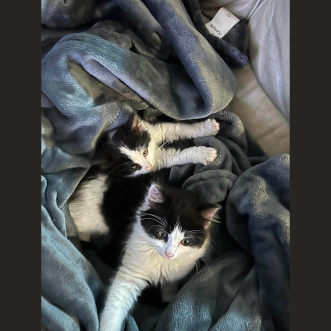 Photo of Berlioz   11 Week Old Domestic Long Hair