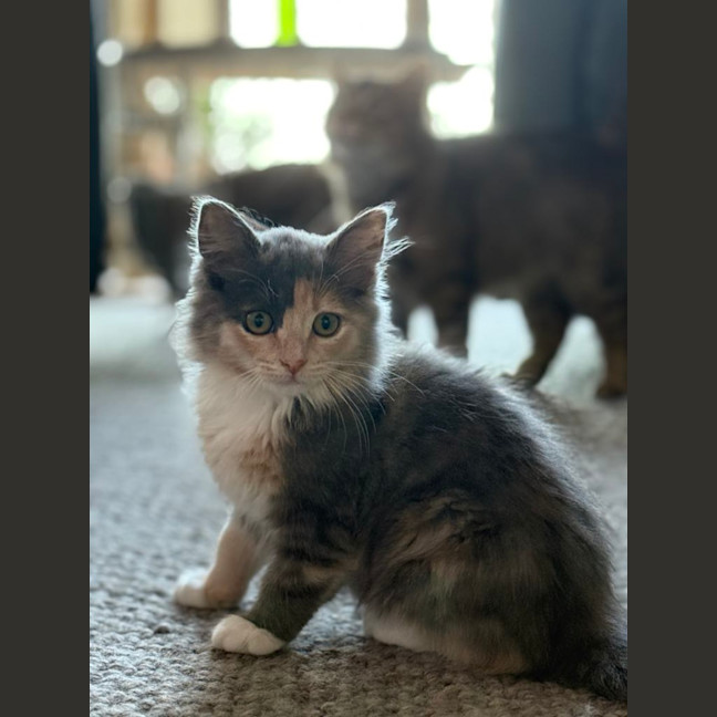 Photo of Trash Goblin Meetme@Petstock Mornington Nepean Hwy