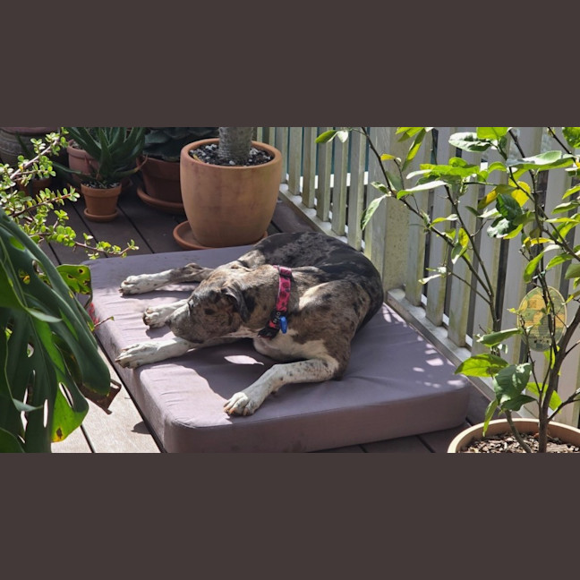 Photo of Truffles *$150 Adoption Fee*