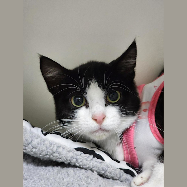 Photo of 🍭 Digby 6680 🍭