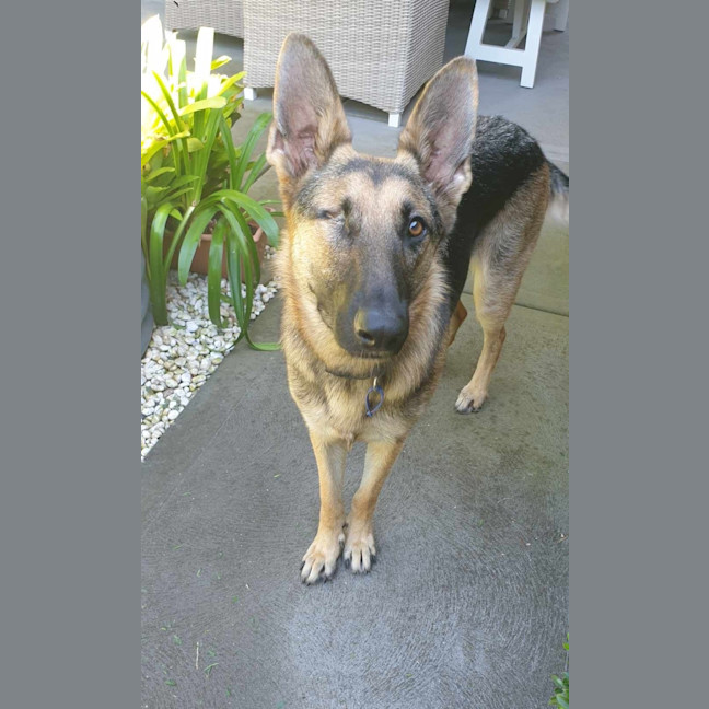 Photo of Willow   1 Year Old German Shepherd (Trial 23/2)