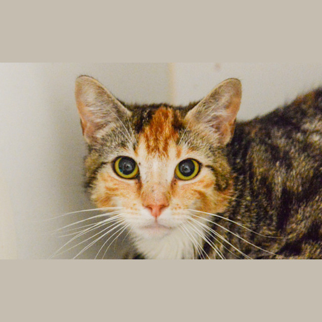Photo of Pearl