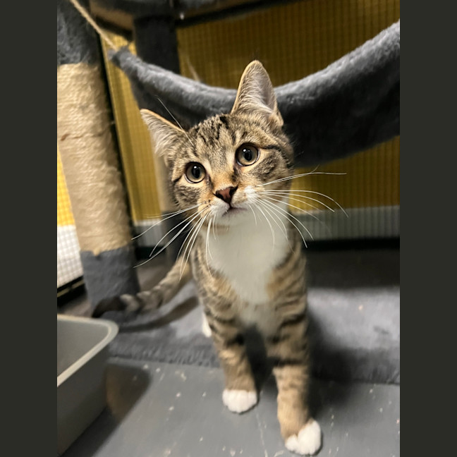 Photo of Whiskey