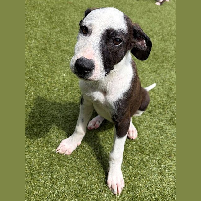 Photo of D1277 Penny