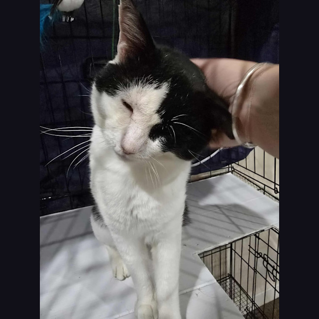 Photo of Frankie   4 Year Old Domestic Short Hair