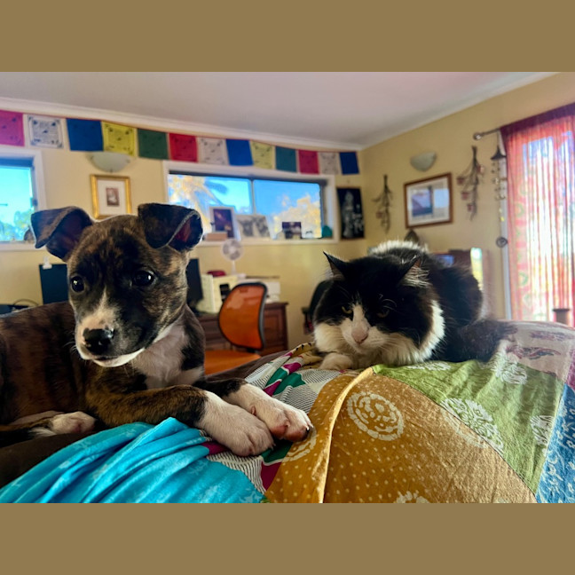 Photo of Jive