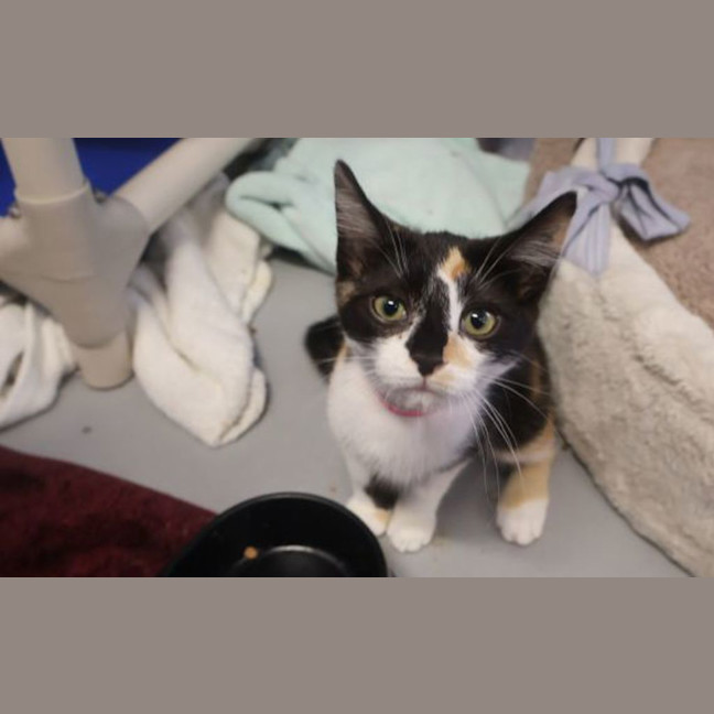 Photo of Moully