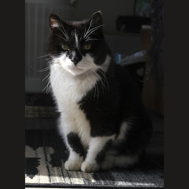 Photo of Missy Moo