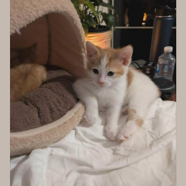 Photo of Salsa