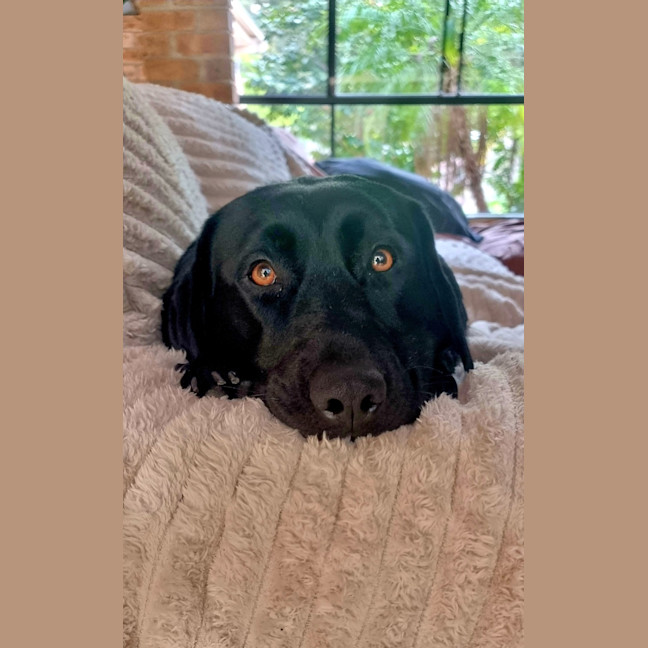 Photo of Willow   4 Year Old Labrador