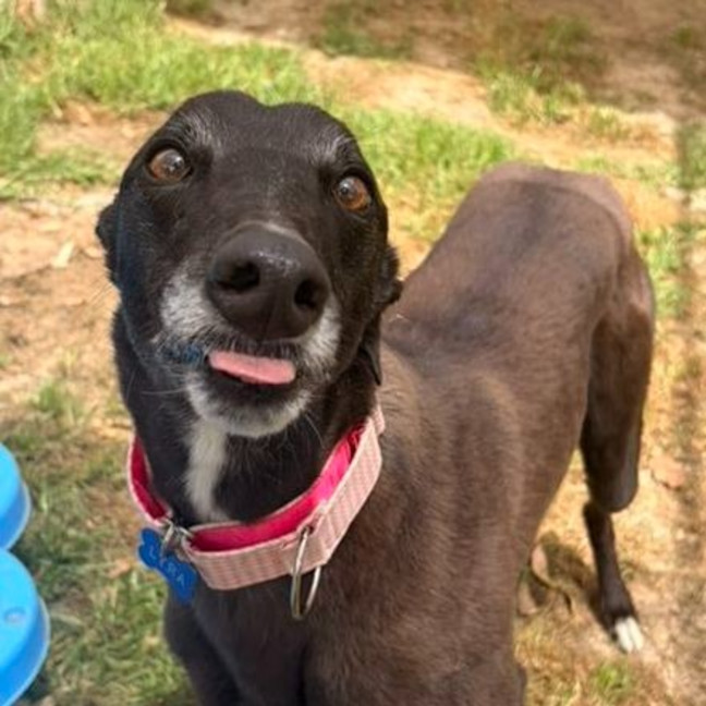 Photo of Lyra The Greyhound