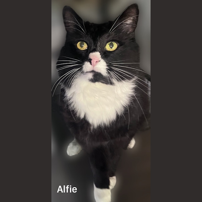 Photo of Alfie