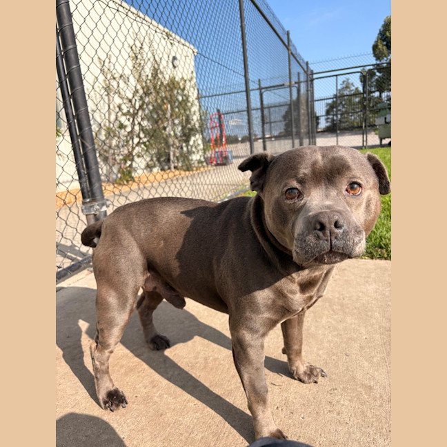 Photo of Sarge