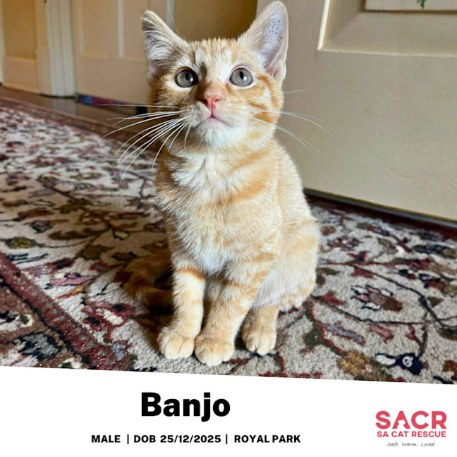 Photo of Banjo