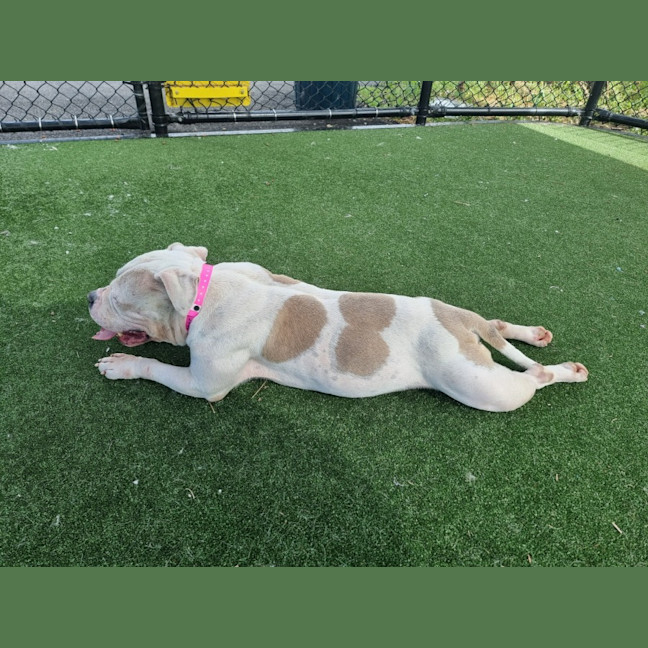 Photo of Apple Imp 2446