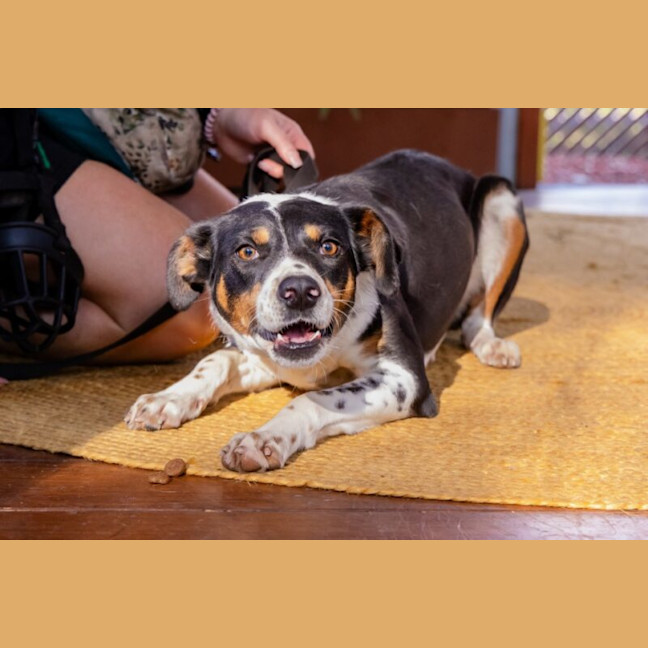 Photo of Eclair