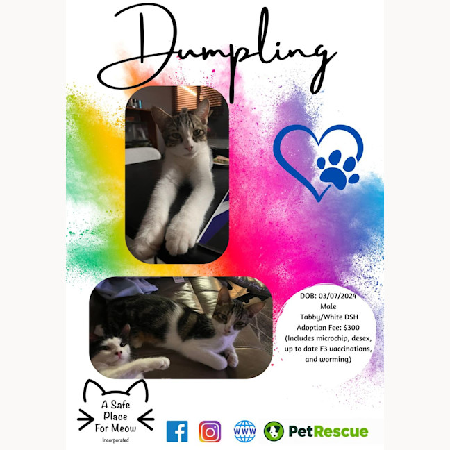 Photo of Dumpling