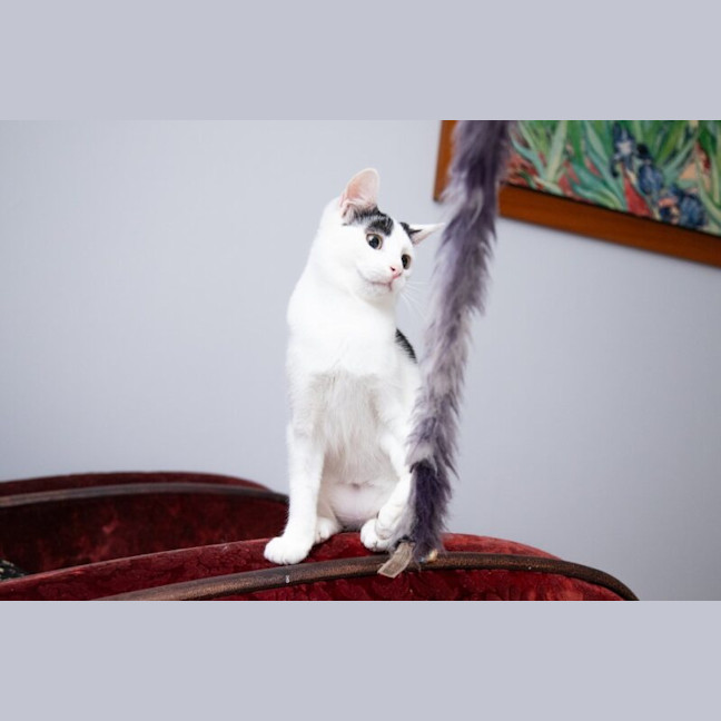 Photo of Luna
