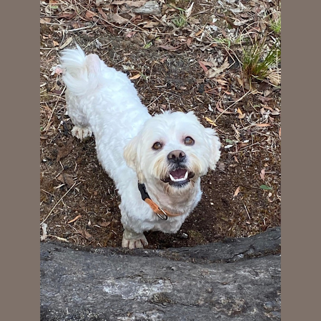 Photo of Benson Boony 