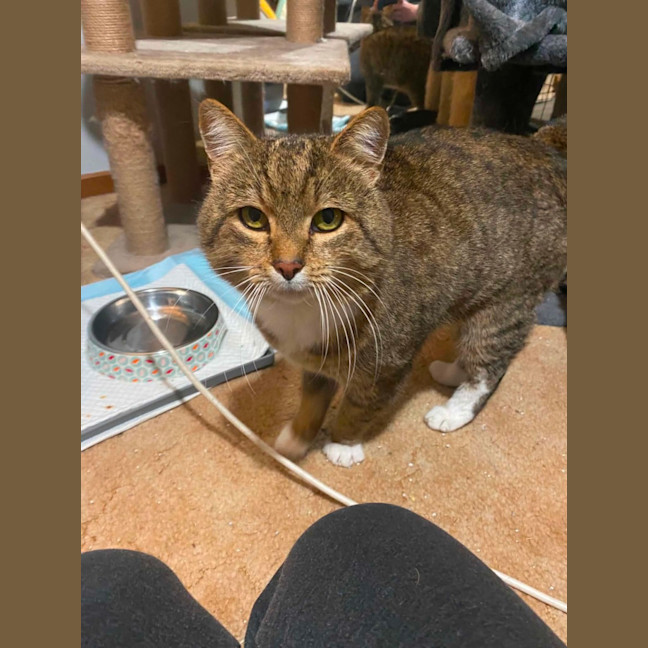 Photo of Bruce ** 2nd Chance Cat Rescue **