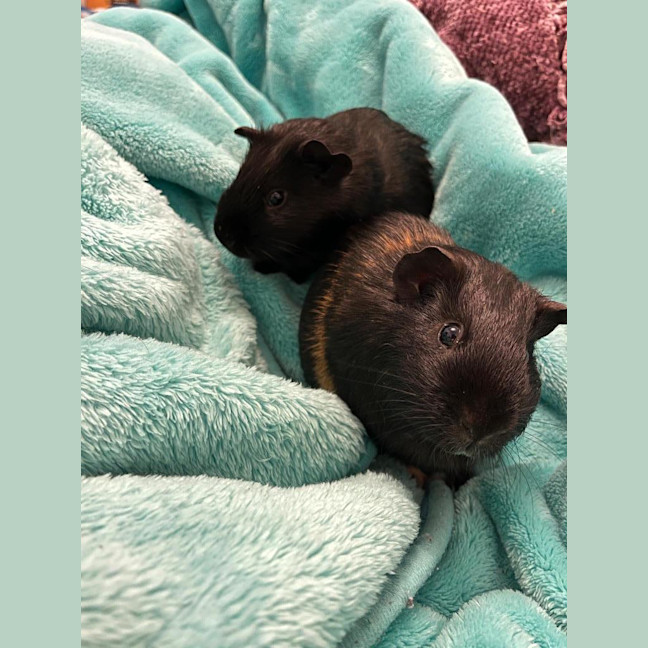 Photo of Dargan / Vincent And Dargan