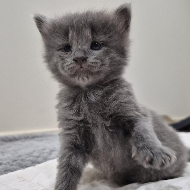 Photo of Willow