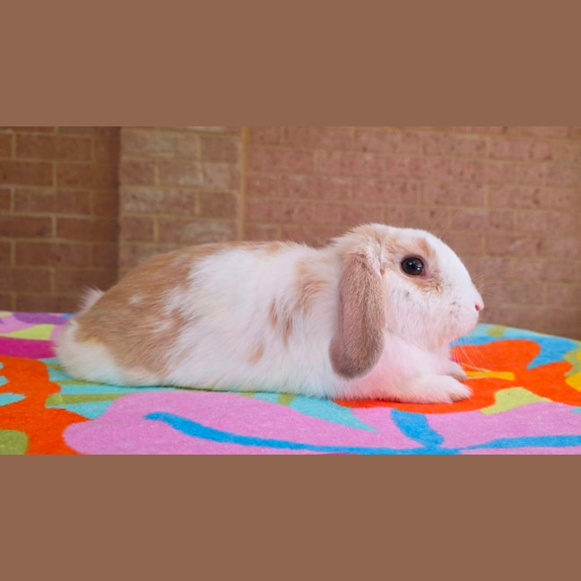 Photo of Biscuit *On Trial*