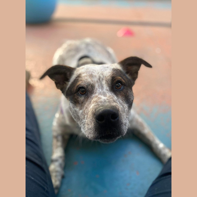 Photo of Chilli 