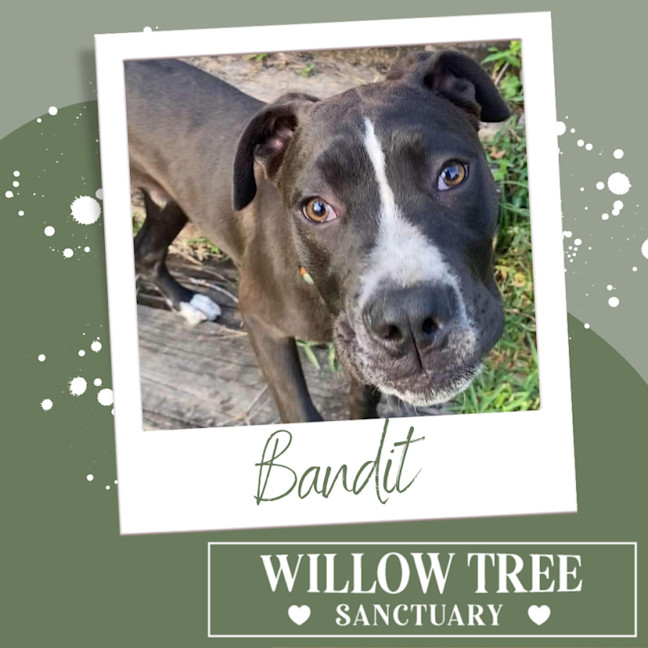 Photo of Bandit