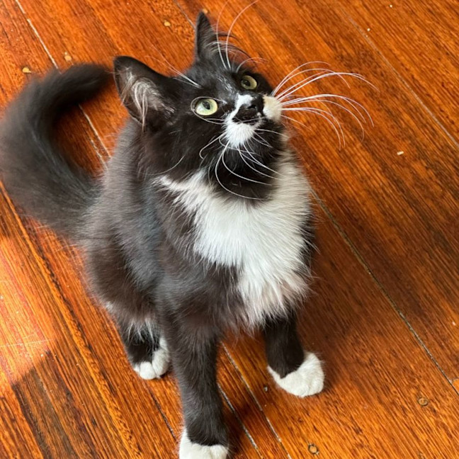 Photo of Poppy 