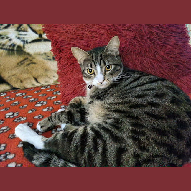 Photo of Chip