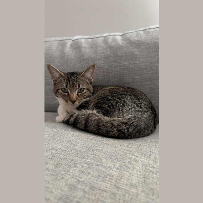Photo of Pom Pom