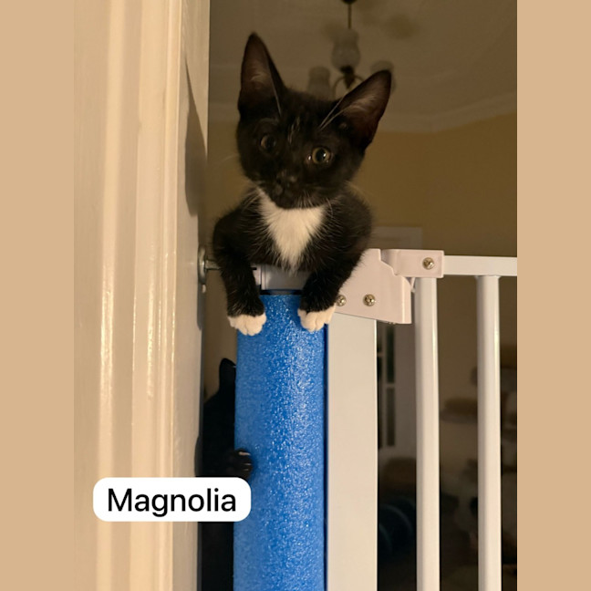 Photo of Flower Pot Three