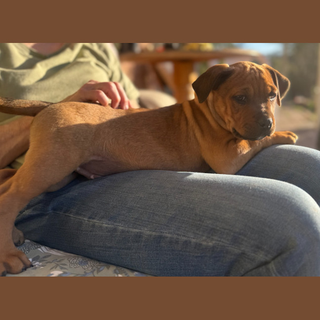 Photo of Groot   9 Week Old Staffy X
