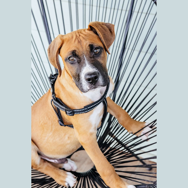 Photo of Baxter