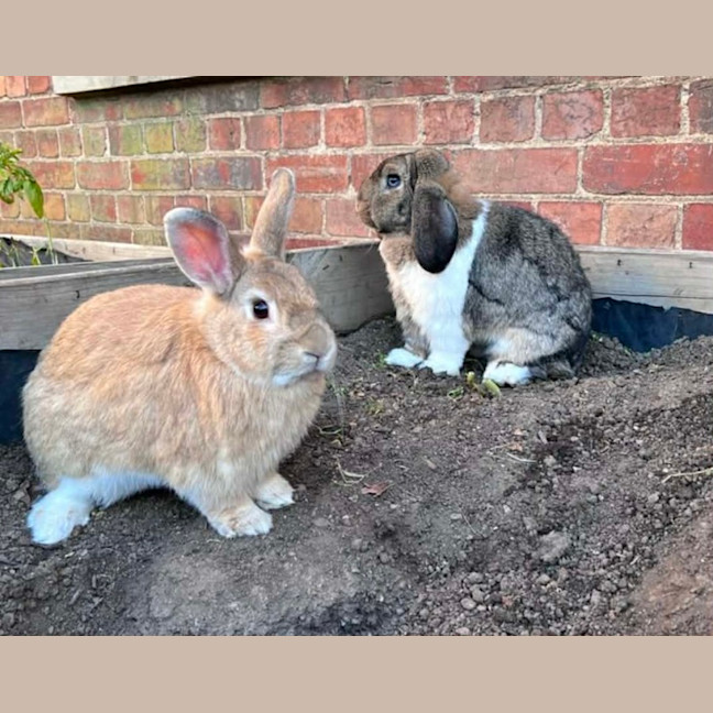 Photo of 🐰Artemis & Willow🐰   Located In Brunswick 