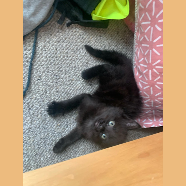 Photo of Clementine