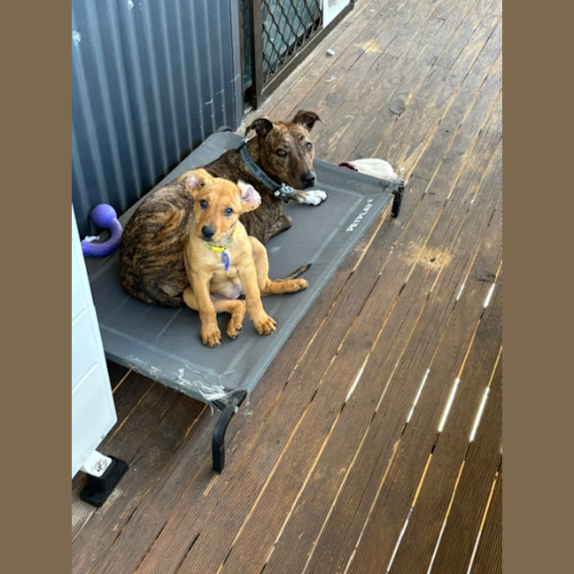 Photo of Ivy   9 Week Old Mixed Breed