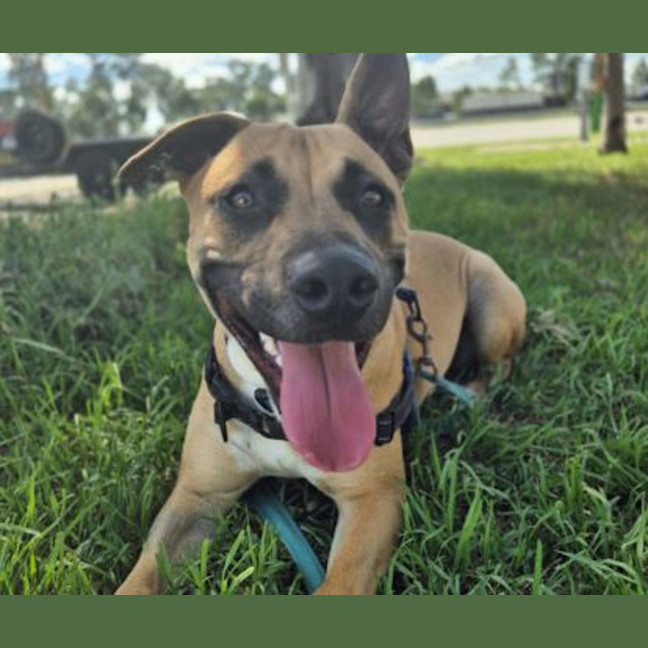 Photo of Harvey
