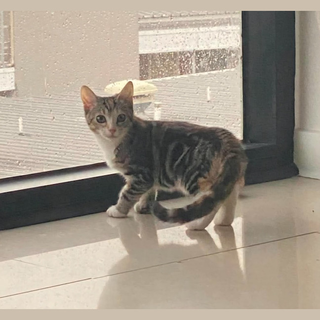 Photo of Tinkabell 