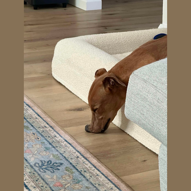 Photo of Gretel, The Greyhound