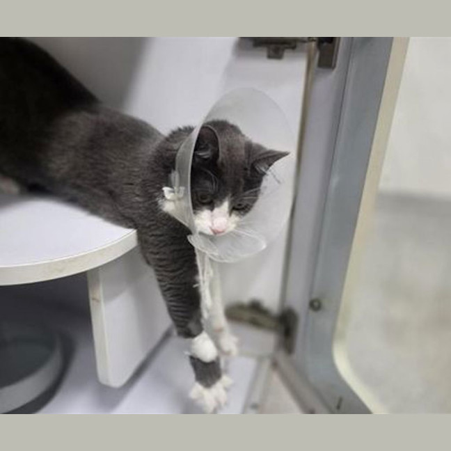 Photo of Slinky
