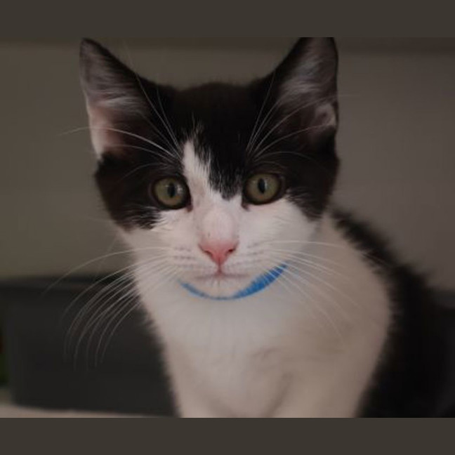 Photo of Bandit